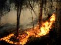 woods burn in Italy