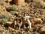 Gorges du Todra: goat