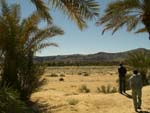Ziz valley, the village lives growing the palm grove