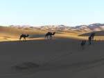 camels on the erg