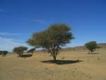Acacia tree