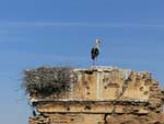 Stork in Marrakech