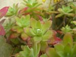 Flower and drop