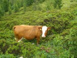 cow in heaven