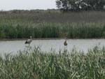 Storks in Camargue