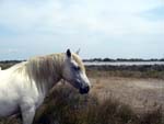 horse in Camargue
