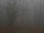 Fog, Falterona