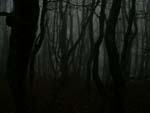 Falterona in the fog