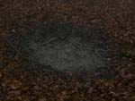 Wild boar game, Falterona