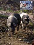 Cinta senese pigs, an old breed also painted by Lorenzetti in  