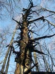 Falterona, dead tree