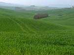from Siena to Radi