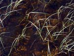the Guinness-like color of turfed water