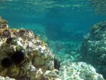 Ponza underwater