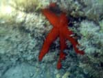 seastar, Ponza