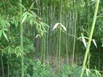 Bamboos near Florence