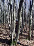 A wood in Casentino, Tuscany