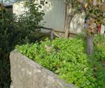 Cat. Pieve a Pitiana. Tuscany