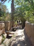 Palm grove in Ziz valley
