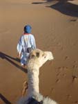 by the camel
