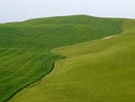 from Siena to Radi