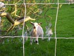 Cute lamb