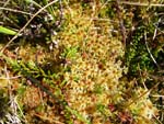 sphagnum bog