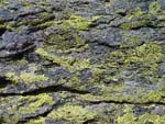 Lichens