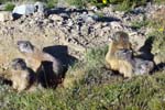family of marmots