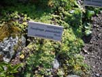 Saxifraga