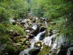 forest and stream