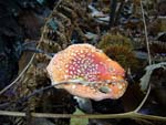 Amanita muscaria