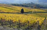 vineyards in fall, Firenze countryside