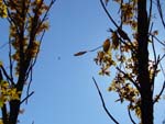 yellow leaves, hawk and sun