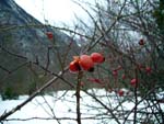 hips of rosa canina (dog rose)