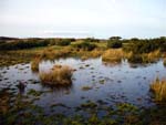 bog