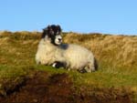 mutton