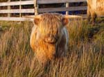 Highland cattle