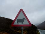 beware of sheep