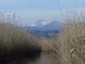 La Pania from Massaciuccoli
