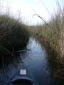 Massaciuccoli, stream