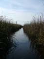 Massaciuccoli, stream