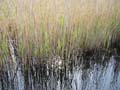 water, Massaciuccoli