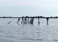 cormorants