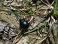 Cetonia dorata (rose chafer)