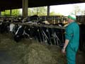 cattleman, Mantova