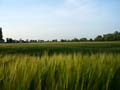 country around Mantova
