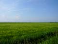 country around Mantova