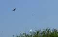 herons and other birds, Po delta