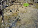 crested newt (triturus cristatus)